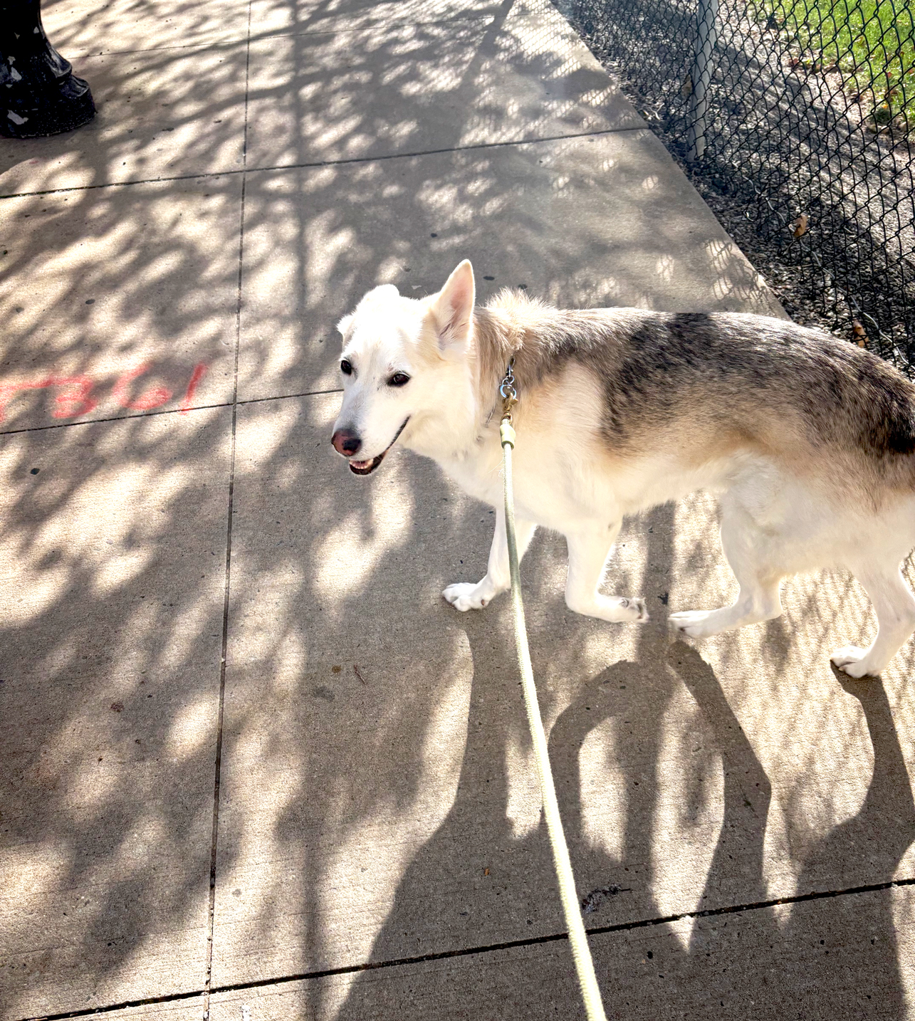 Our happy guy Lobo out on a brisk fall day!